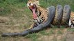 Lion vs Python Real Fight,African Rock Python vs Lion