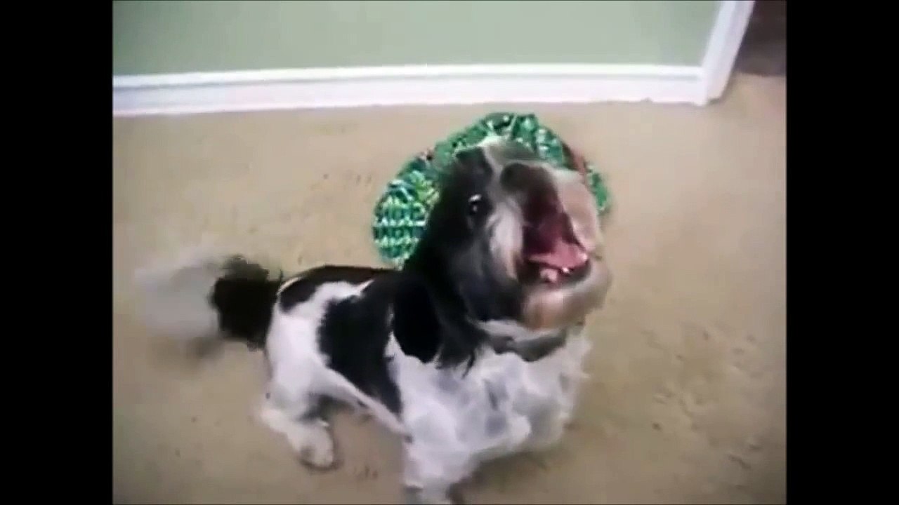DOGS IN SLOW MOTION