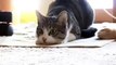 Cat Wiggle Wiggle Wiggle [Vines] - Funny Cat _ Gato Wiggle Wiggle Wiggle [Vines] - Gato Chistoso - Vìdeo Dailymotion