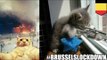 Ledakan meme kucing dalam upaya membantu menangkap teroris - TomoNews