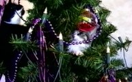 Cats Stuck in Christmas Trees - Funny Animals Channel