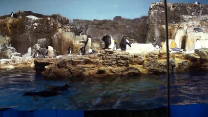 Miami - Orlando - Florida USA-  Recinto dos pinguins