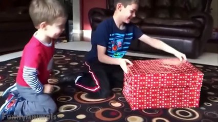 Christmas Puppy Surprise - Cute Christmas Compilation - Funny Animals Channel