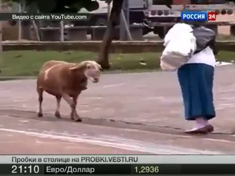 КОЗЕЛ ТЕРРОРИСТ