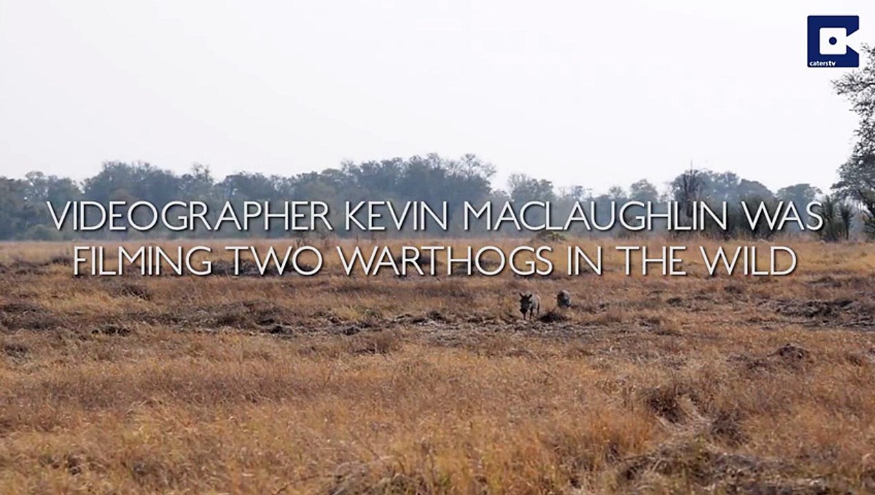 Camouflaged Lions Pounce On Warthogs
