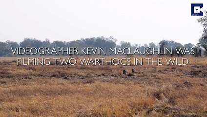 Camouflaged Lions Pounce On Warthogs