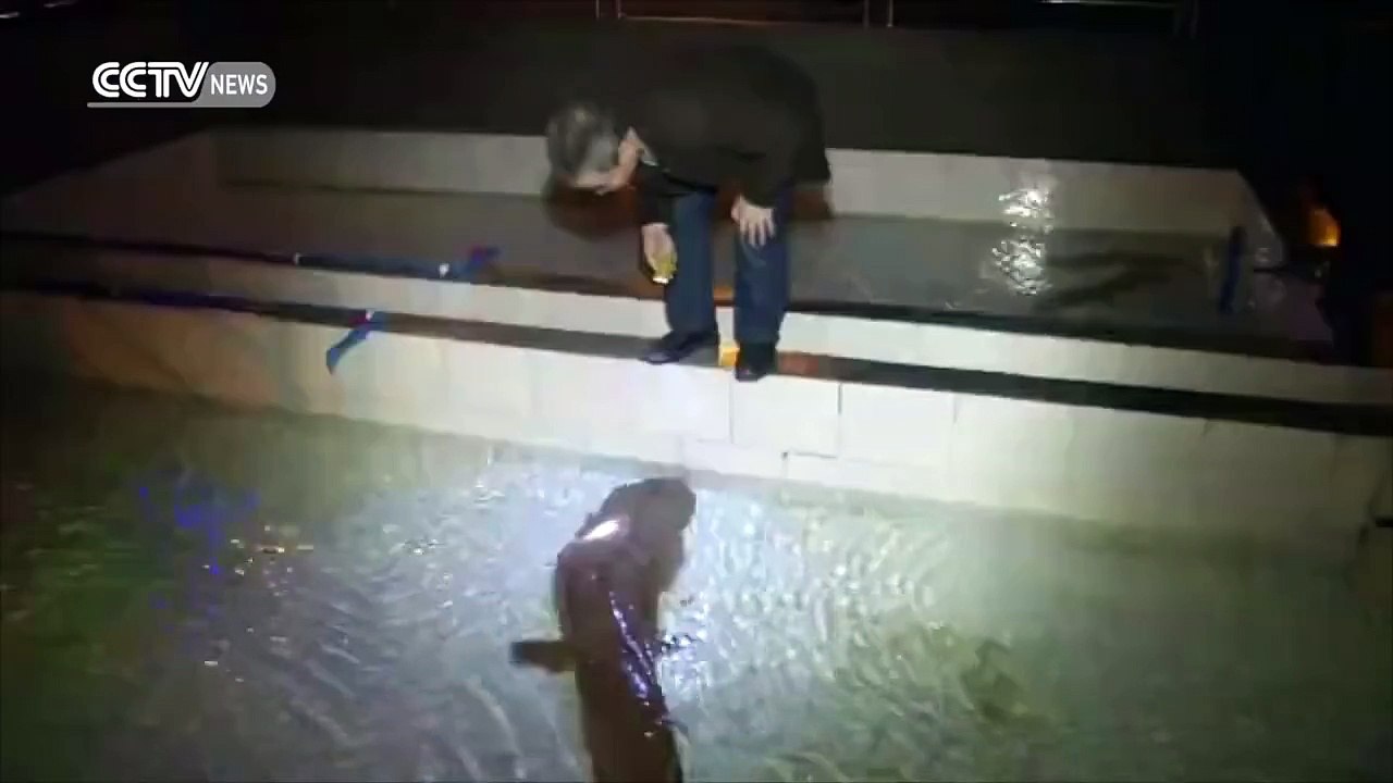 200 yaşındaki dev semender.