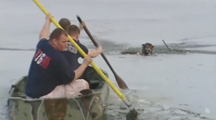 Ils sauvent un chien piégé dans l'eau glacée d'un lac
