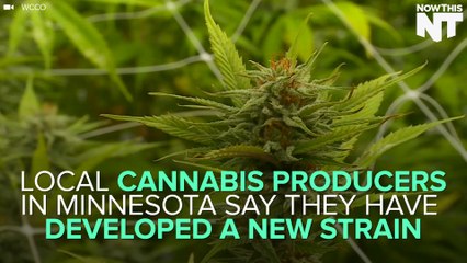 TR: This New Strain Is 34 Times Stronger Than Regular Medical Marijuana
