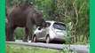 New 2016 Angry elephant attacks peoples and cars in India