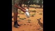 This baby kangaroo loves humans - Cutest thing of the week