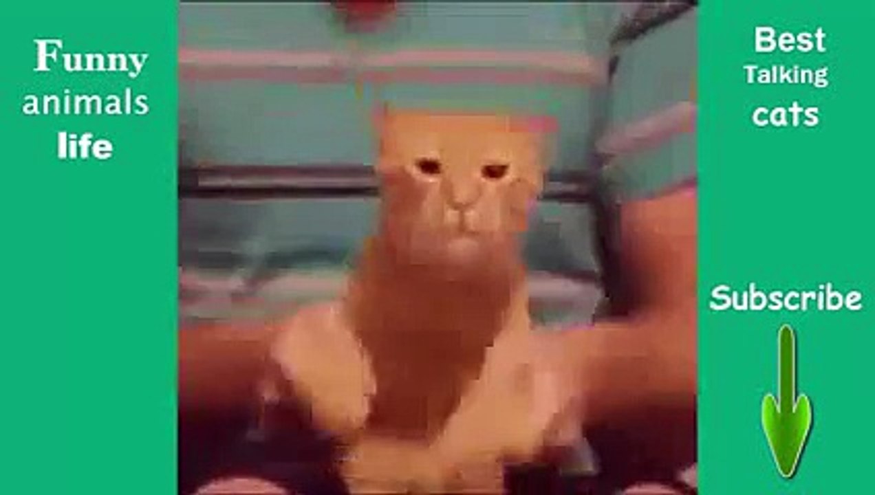 New 2016 cats making funny things and noises - Funny animal compilation 2015