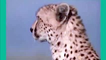 New 2016 Animals Attack - faster Leopard Attack Deer 2015 !!!! full HD