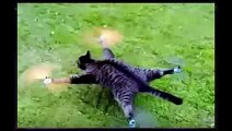 New 2016 Funniest Animal Fails Compilation - funny videos - funny fails crazy