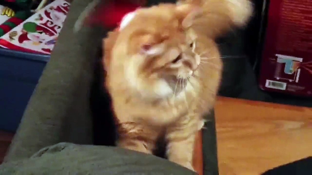 My cat is freaking out!