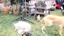 New 2016 ► New Animal Funny Videos 2014 ► Falcon Feeds Dog Quail Funny Videos funny videos