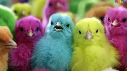 Đàn gà con - Nhạc thiếu nhi vui nhộn hay nhất