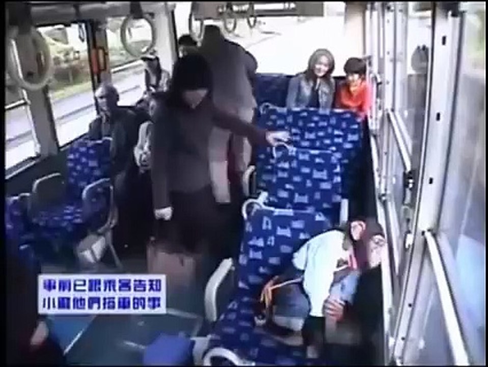 Orangutan is an Intelligent Animal