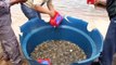 Buzz : 100 000 bébés tortues relâchées dans le fleuve Amazone en Bolivie !