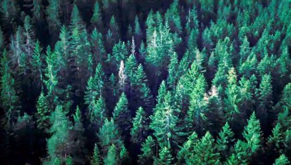 The Forest 2016 Film TV Spot Suicide Forest - Natalie Dormer Movie