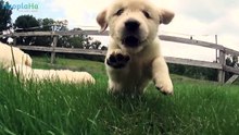 perros gerreros
