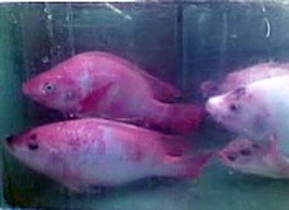 The fate of fish