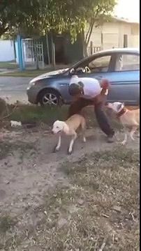 Собака, которая не знает о гравитации)