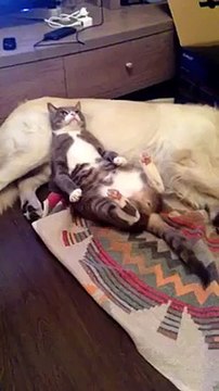 Кот спал на собаке пока та не заметила