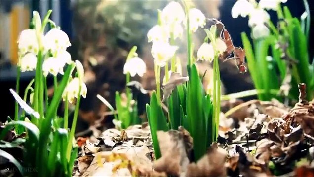 Автор неизвестен ЦВЕТЫ ЧТО НЕ ДАРИЛ