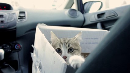 Chaton : La vie secrète d'un petit félin 🐱