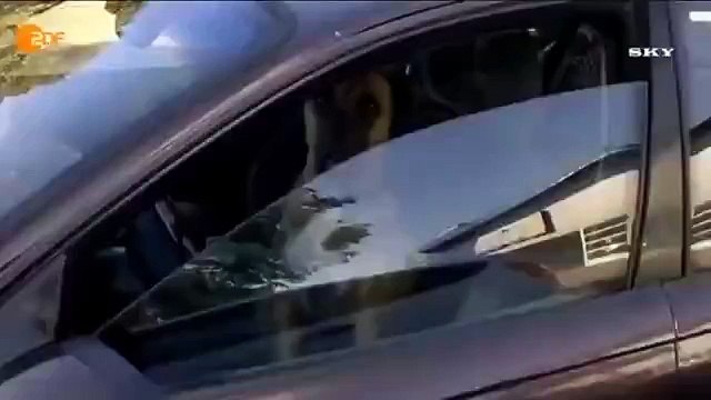 Водитель не в адеквате