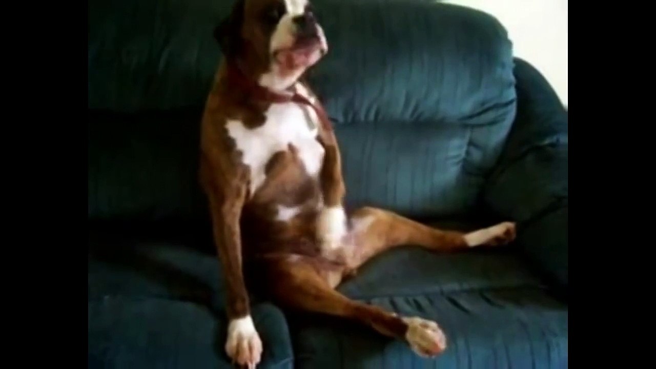 Extrem Lustig -Zum Totlachen lustig! #2