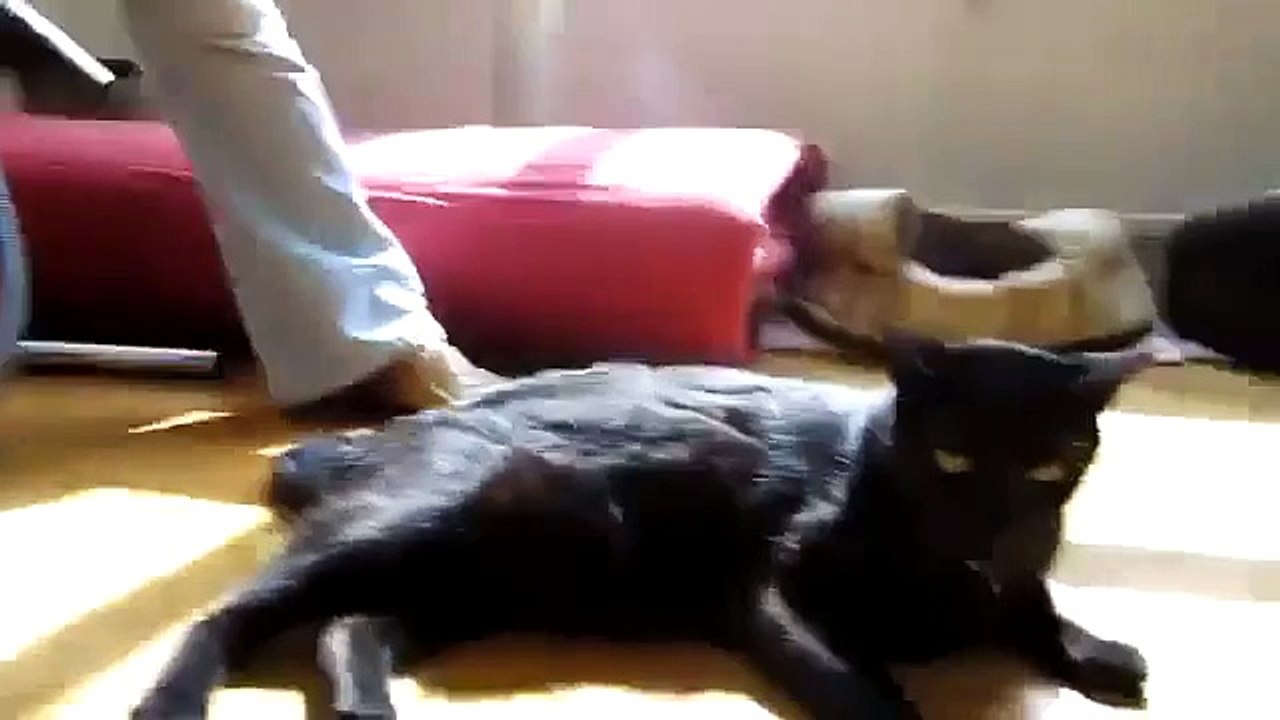 Gato Pasa La Aspiradora!!! jaja Gatos Locos Humor Divertidos Chistosos risa gato tierno