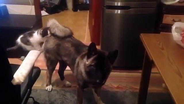 Котёнок который смог