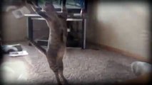 Mira Como Este GATO Atrapa Todas Las Pelotas Que Le Lanzan Los Mejores Videos de Gatos