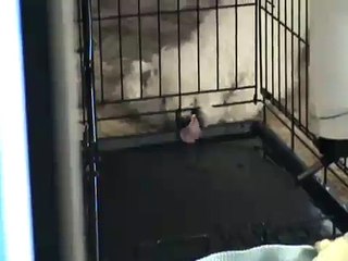 Maggie drinks water with her paw