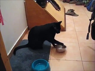 Mira Como El Gato Pide Comida! ★ Gato divertido gato chistoso gato tierno loco risa humor