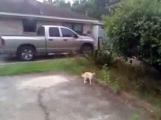 PAJARO MOLESTA A GATO Y TERMINA EN SU BOCA humor gatos - video divertido gatos chistosos