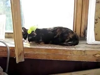 Perico Camina Encima Del Gato Y Ni Se Inmuta! ★ Gato divertido gato chistoso gato tierno h