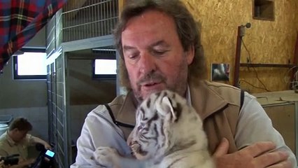 Five Rare White Tiger Cubs Are Shown to the Public for the First Time