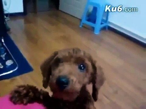 Perro Dice Clarito MAMA Para Que Le Den De Comer ★ Perros Locos Humor Divertidos Chistosos