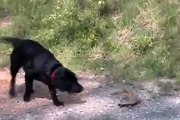 Perro Enfrenta A..Una Tortuga! ★ Perros Locos Humor Divertidos Chistosos risa