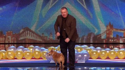 Will Mitch and Cally the Wonder Dog go out with a bang- - Britain&#39;s Got Talent 2015