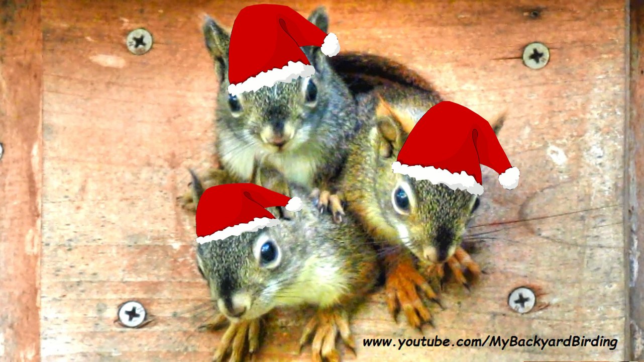 Animals Bring "Joy To The World"