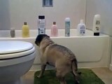 ★ PERRO SE PONE LOCO A VER ANIMAL PLANET - Perros Locos Humor Divertidos Chistosos risa