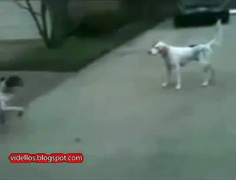 ★ ESTE BULLDOG SE HACE EL MUERTO ★ Perros Locos - Humor Perros - Perros Divertidos Chistos