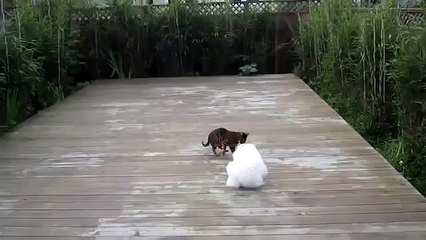 ESTE GATO QUIERE CAMINAR SOBRE EL AGUA.LO LOGRARA??? humor gatos - video divertido gatos c
