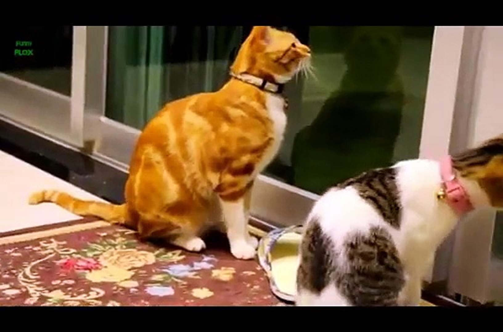 ⁣Funny animals clean funny animals kids