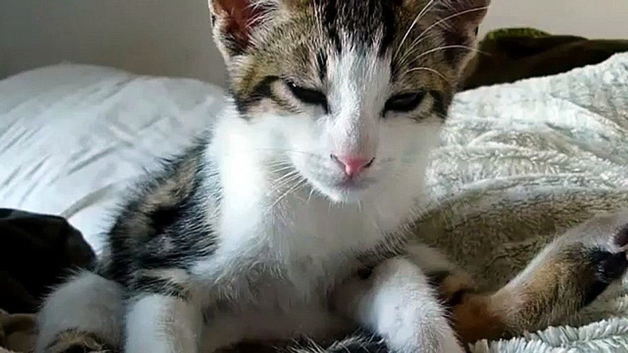 Gato Protege A Niños Del Perro!! ★ Gato divertido gato chistoso gato tierno loco risa humo