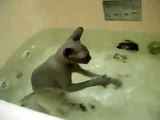 Que Lindo Ver Un Gato Feliz En El Agua!! ★ humor gatos - video divertido gatos chistosos r